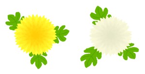 重陽（菊）