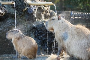 打たせ湯